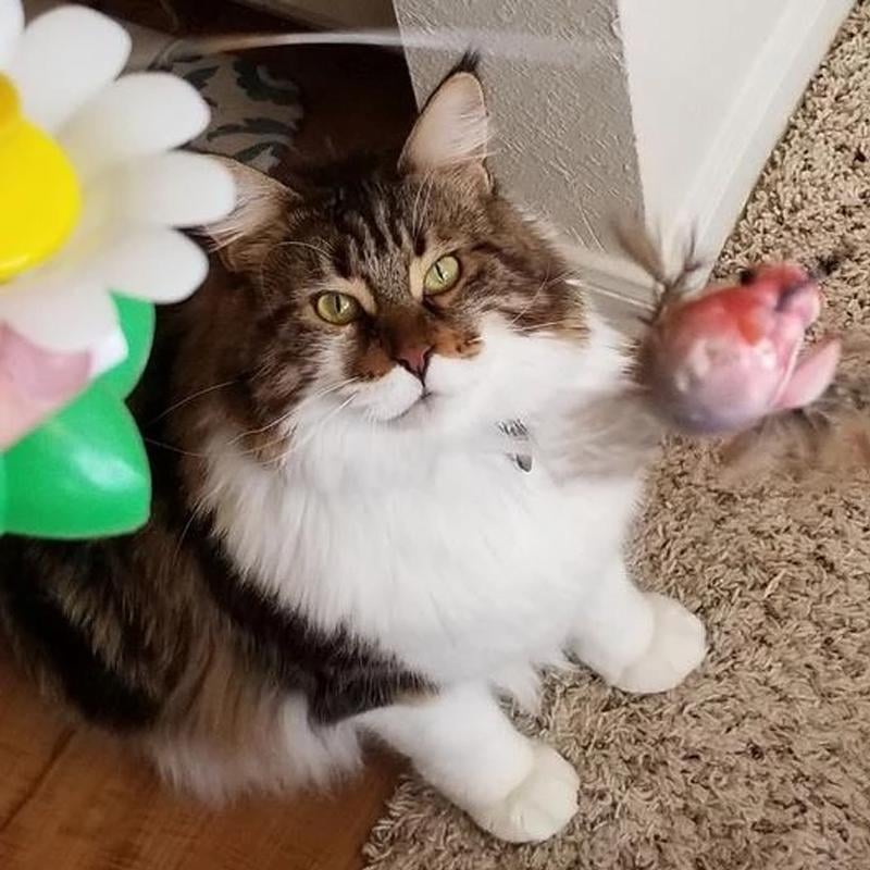 MeyPounce™ Interactive Cat Toy | Goodbye, Boredom; Hello, Happy Cat!